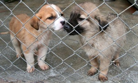 Belediye, Yavru Köpek Sahiplenecek Hayvansever Çift Arıyor