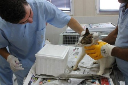 Belediye 91 kedi için seferber oldu