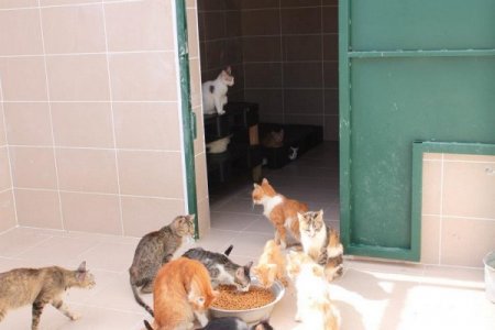 Belediye 91 kedi için seferber oldu