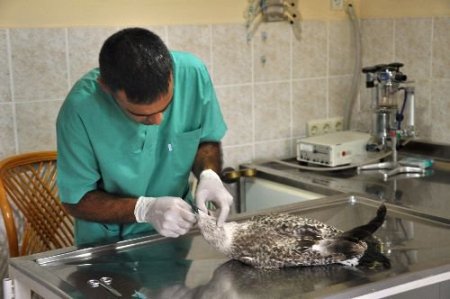Belediye Başkanının Bulduğu Yaralı Martı Tedavi Edildi
