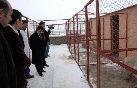 Belediye Tarafından Yapılan Hayvan Barınağı Faaliyete Geçti