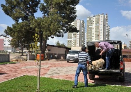Belediyeden hem sokak hem de evcil hayvanlara ücretsiz hizmet