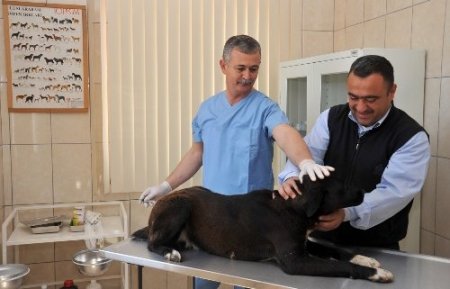 Belediyeden hem sokak hem de evcil hayvanlara ücretsiz hizmet