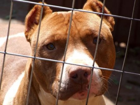 Belediyeden 'pitbull'ları Bize Getirin' Uyarısı