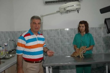Belediyenin Açtığı Hayvan Polikliniği, Yüzlerce Kediyi Tedavi Etti