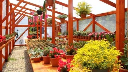 Bereket ailesinin kaktüs sevdası 'bereket' getirdi