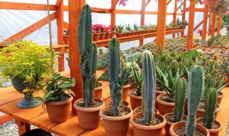 Bereket ailesinin kaktüs sevdası 'bereket' getirdi