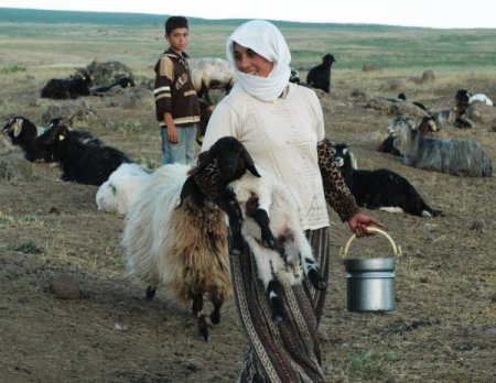 Berivanlar Nemrut Dağı eteğindeki koyunlarını sağmak için beş saat yürüyor
