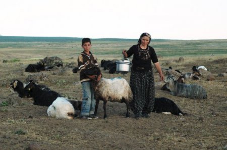 Berivanlar Nemrut Dağı eteğindeki koyunlarını sağmak için beş saat yürüyor