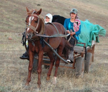 Berivanlar Nemrut Dağı eteğindeki koyunlarını sağmak için beş saat yürüyor