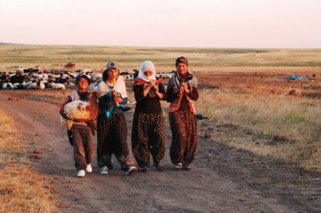 Berivanlar Nemrut Dağı eteğindeki koyunlarını sağmak için beş saat yürüyor