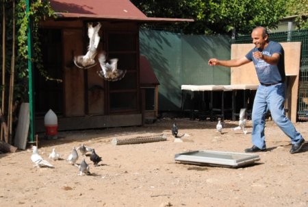 Beslediği güvercinleri, Ecevit'in özel günlerinde özgürlüğüne kavuşturuyor