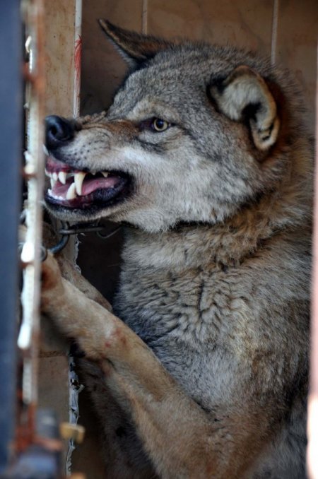 Beslediği yabani kurt hastanelik etti