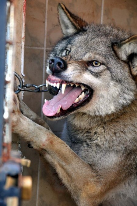 Beslediği yabani kurt hastanelik etti