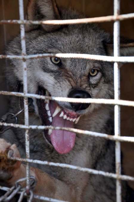 Beslediği yabani kurt hastanelik etti