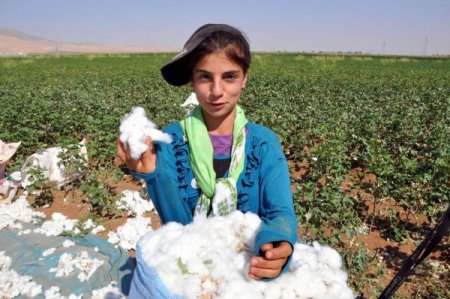 'Beyaz altın' hasadı başladı, işçiler sevinçli, çiftçiler fiyat bekliyor