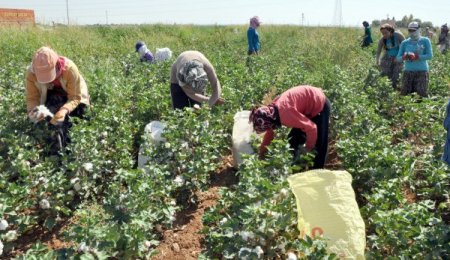 'Beyaz altın' hasadı başladı, işçiler sevinçli, çiftçiler fiyat bekliyor