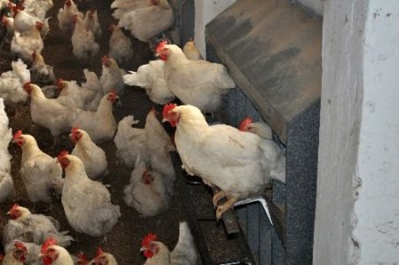 Beyaz Et Sektörü Yılbaşını Bekliyor