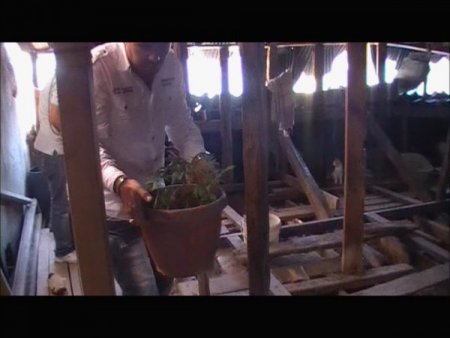 Beyoğlu'nda Hint Keneviri Operasyonu