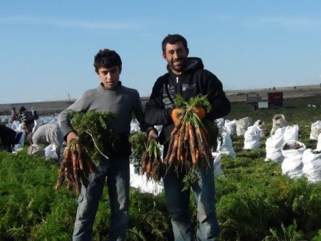 Beypazarı'nda havuç hasadı başladı