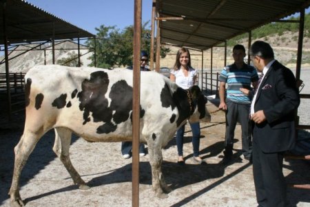 Beypazarı’nda yetiştiricilere gebe düve dağıtıldı
