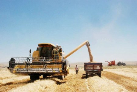 Biçerdöver İle Hasatta Son Gün 30 Haziran