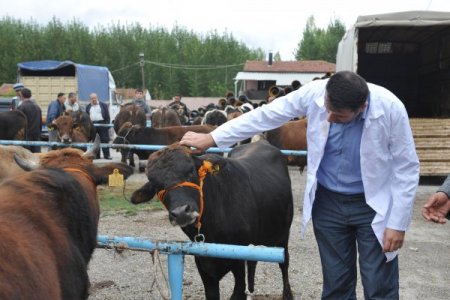Bilecik'te kurbanlık pazarı kontrol altında