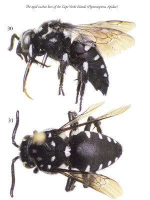 Bilimadamları “hırsız arıları” yakaladı