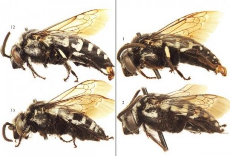 Bilimadamları “hırsız arıları” yakaladı