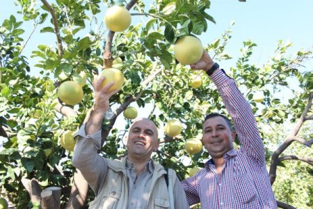 Bir ağaç kavunu meyvesi 4 buçuk kilogram ağırlığa ulaşabiliyor