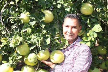 Bir ağaç kavunu meyvesi 4 buçuk kilogram ağırlığa ulaşabiliyor
