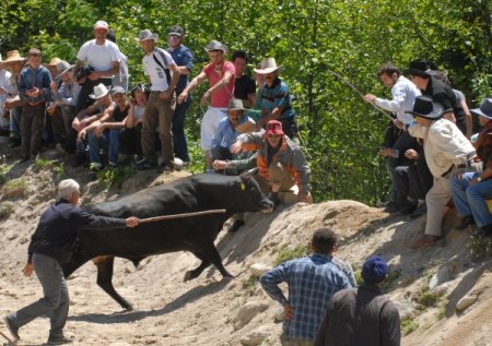 Bir Antrenör Gibi Boğasına Sürekli Talimatlar Verdi