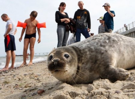 Bir “badem” Vakası Da Rusya’da: Yalnız Fok Plajı Mesken Tuttu