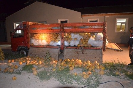 Bir Kamyon Esrarı, Çürük Kavunla Saklarken Yakalandı