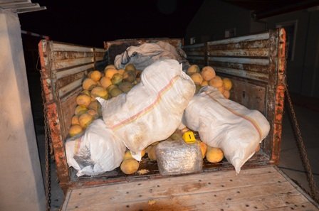 Bir Kamyon Esrarı, Çürük Kavunla Saklarken Yakalandı