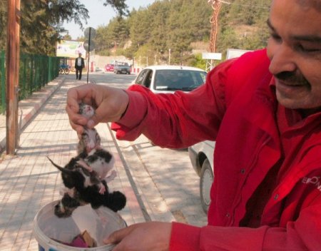 Birbirine Yapışmış 5 Yavru Kediyi Ölümden Veteriner Kurtardı