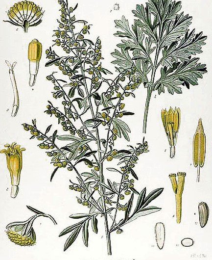 Birçok hastalığa iyi gelen yeni bir bitki türü keşfedildi