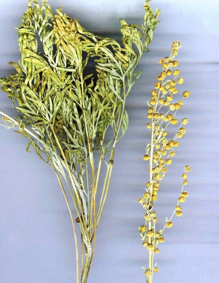 Birçok hastalığa iyi gelen yeni bir bitki türü keşfedildi