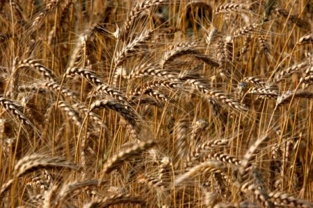 Bitkisel Üretim Çiftçilerin Yüzünü Güldürdü