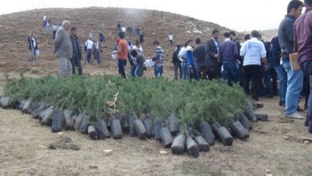Bitlis Eren Üniversitesi'nde her öğrencinin bir dikili ağacı var