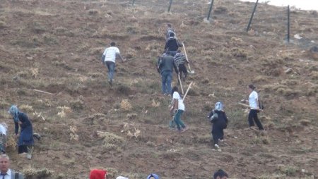 Bitlis Eren Üniversitesi'nde her öğrencinin bir dikili ağacı var