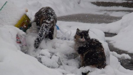 Bitlis yeniden kara gömüldü