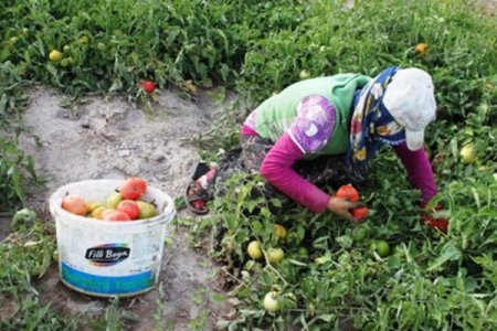 Bitlis’te domatesten yüksek verim elde edildi