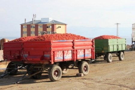 Bitlis’te domatesten yüksek verim elde edildi