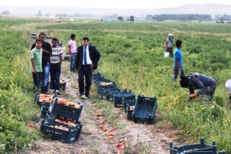 Bitlis’te domatesten yüksek verim elde edildi