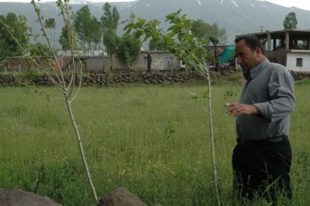 Bitlis'te Ekinlere Tırtıl İstilası