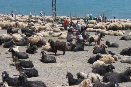 Bitlis'te Hayvan Sayısında Artış Yaşandı