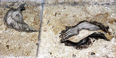 Bitlis’te Mermer Kazısında Deniz Ürünü Fosilleri Bulundu