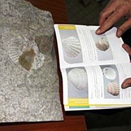 Bitlis’te Mermer Kazısında Deniz Ürünü Fosilleri Bulundu