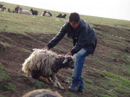 Bitlis’te sele kapılan 70 koyun telef oldu